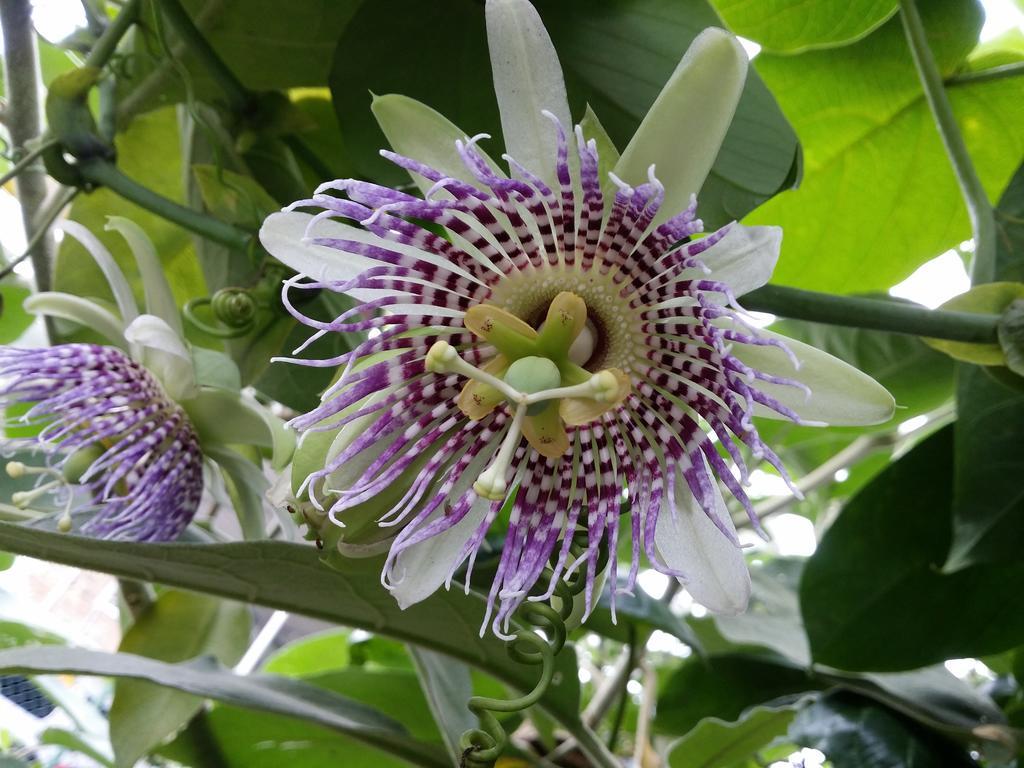 Hotel Mangala Flora Nuwara Eliya Zewnętrze zdjęcie