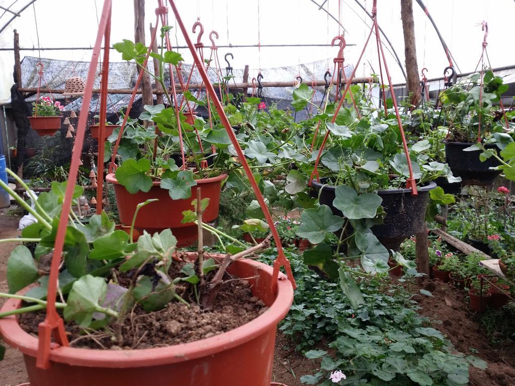 Hotel Mangala Flora Nuwara Eliya Zewnętrze zdjęcie